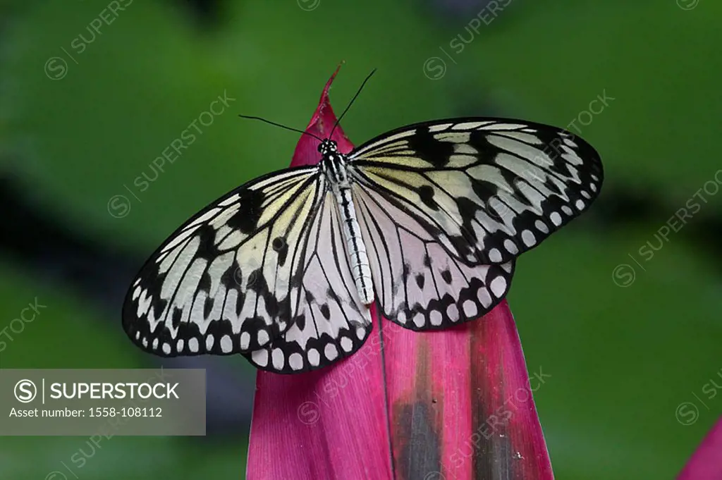 Flower, petal, butterfly, white tree-nymph, Idea leuconoe, animal, insect, Weißling, butterflies, tropical, Schuppenflügler, Lepidoptera, butterflies,...