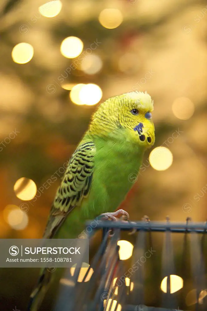 Budgerigar, Melopsittacus undulatus, yellow-green, cage, bird, parakeet, fences, sits, captivity, pet, animal parrot-birds coloring yellow, green caug...