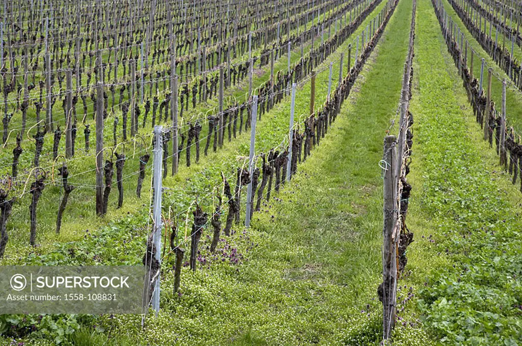 Vines, Germany, Rhineland-Palatinate, wine-growing-area, wine-area, economy, agriculture, cultivation, wine-growing, plants, useful plants, vines, gra...