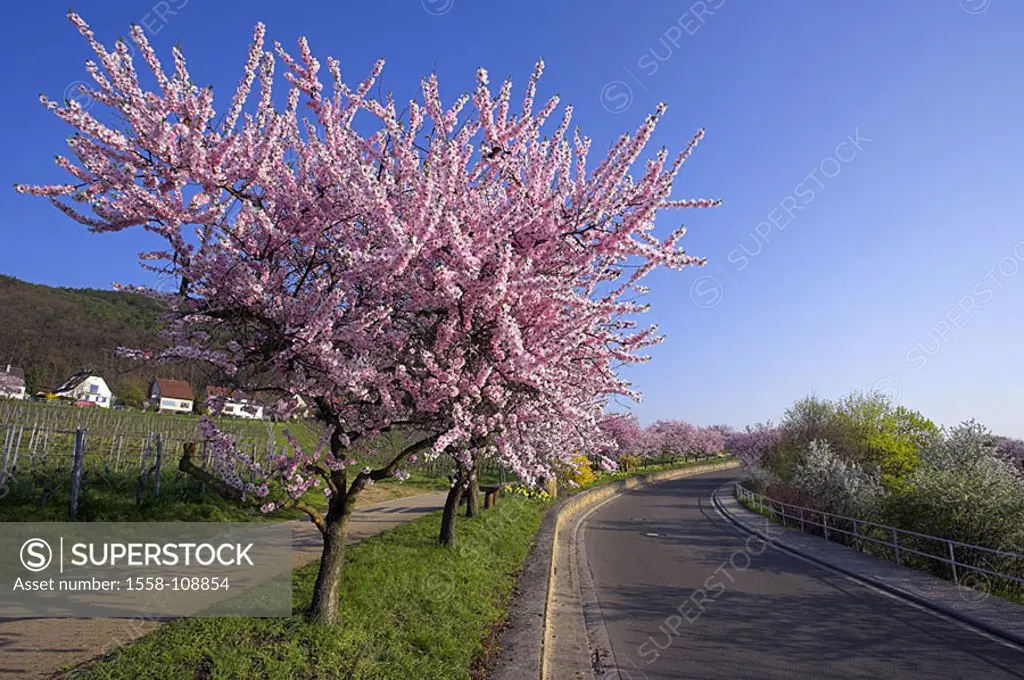 Is in store roadside, almond-trees, series, trees, almonds Prunus dulcis prime almond-bloom almond-blossom, pink, season, spring, spring, bloom-splend...