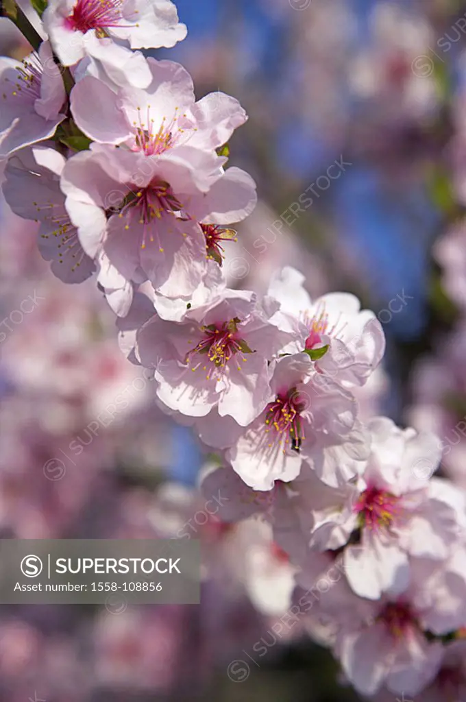 Almond-tree, blooms, detail, fuzziness, series, plant, rose-plant, tree, almond, Prunus dulcis, prime, almond-bloom, almond-blossom, pink, season, spr...