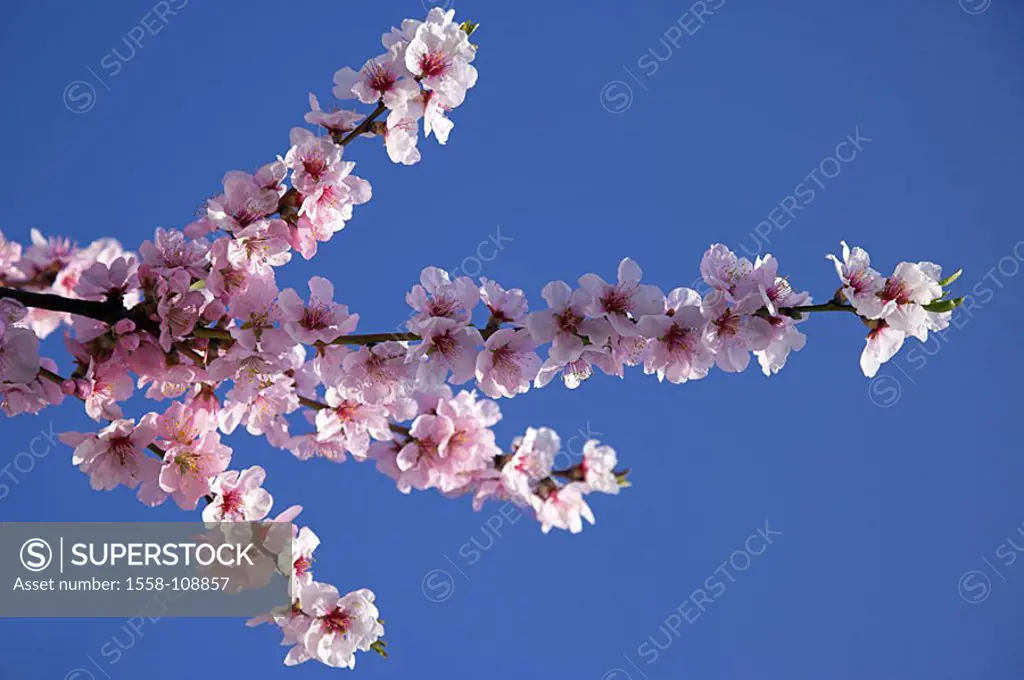 Almond-tree, blooms, detail, series, plant, rose-plant, tree, almond, Prunus dulcis, prime, almond-bloom, almond-blossom, pink, season, spring, spring...