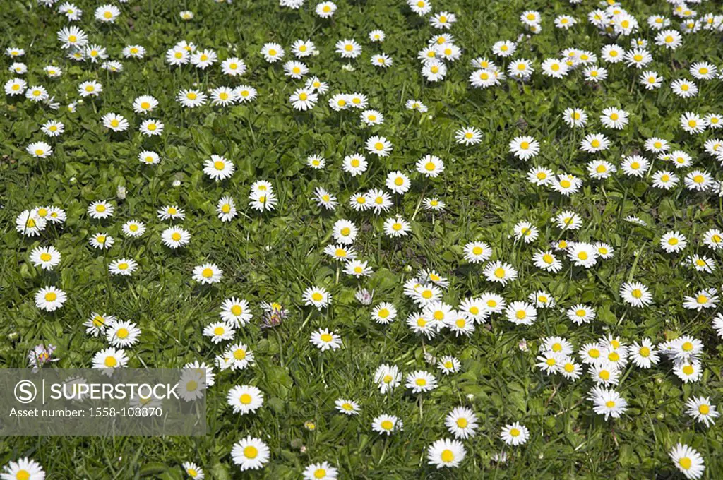 Flower-meadow, daisies, Bellis perennis, nature, flora, vegetation, botany, meadow, flowers, daisy-meadow, blooms, knows, bloom-sea, grass, from above...