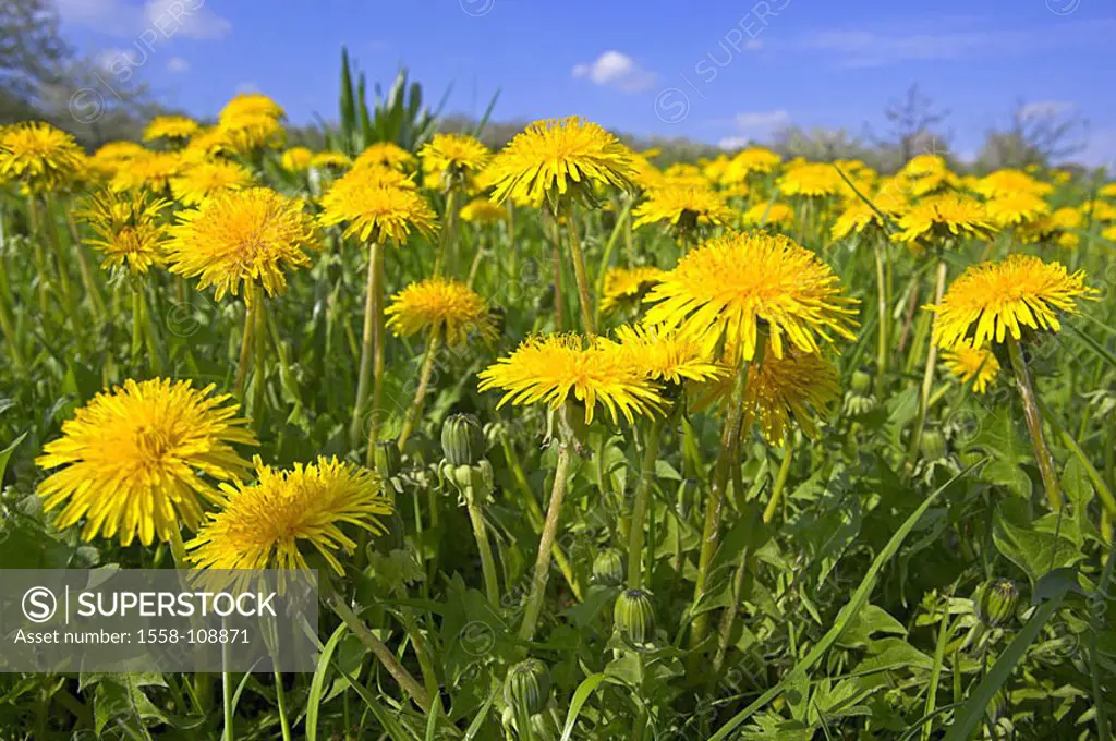 Flower-meadow, dandelion, Taraxacum officinale, blooms, detail, nature, botany, vegetation, meadow, spring-meadow, flowers, spring-flowers, dandelion-...
