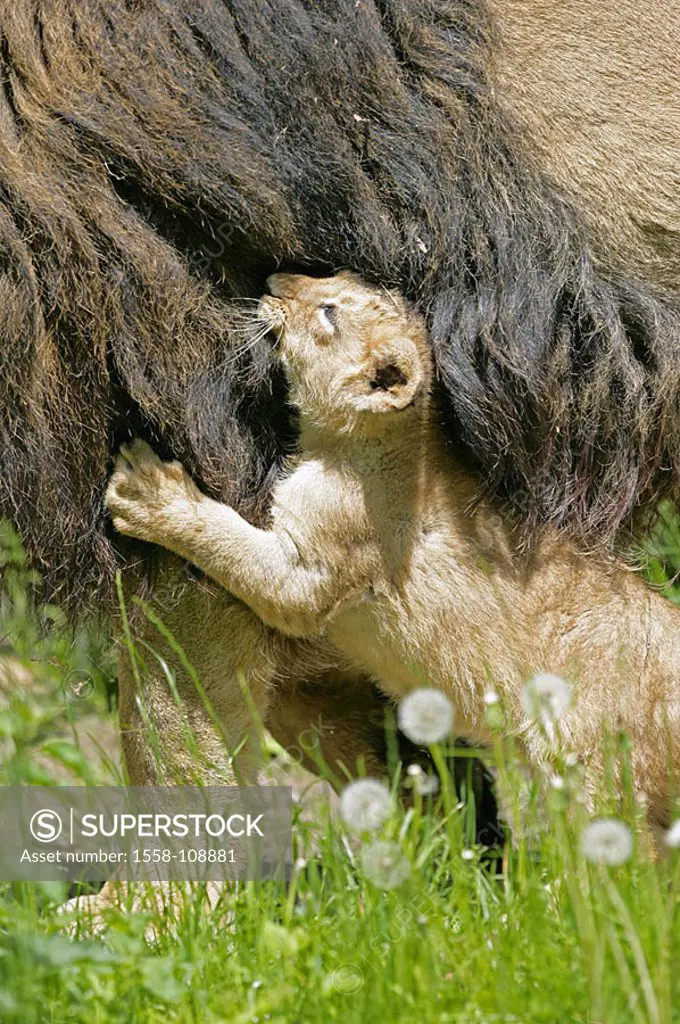 Asian lions, Panthera Leo persica, lion, detail, young, fur, animals, bites game-animals, mammals carnivores big-cats two males, male, animal-child, o...