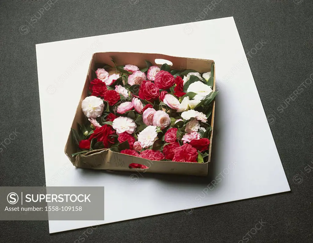 Carton, camellia, Camellia japonica, blooms, differently-colorfully, from above, carton, shoe-carton, plants, flowers, ornament-plants, ornament-flowe...