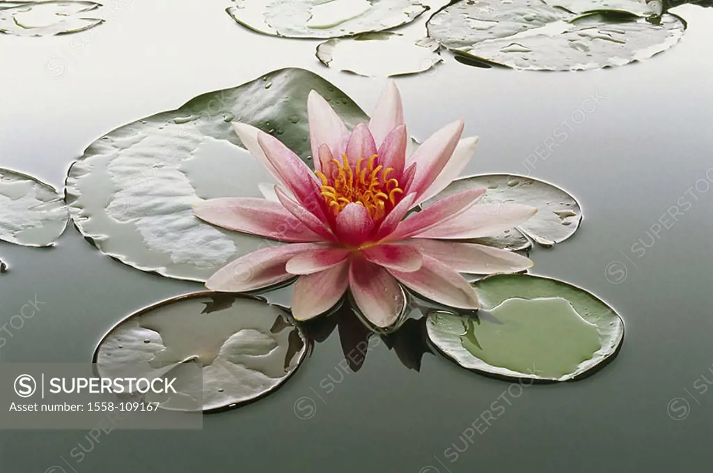 Waterlily-pond, waterlily, Nymphaea spec , Bloom, pink, series, sea, pond, vegetation, plant, water-plant, pond-plant, waterlily-plant, Nymphaeaceae, ...