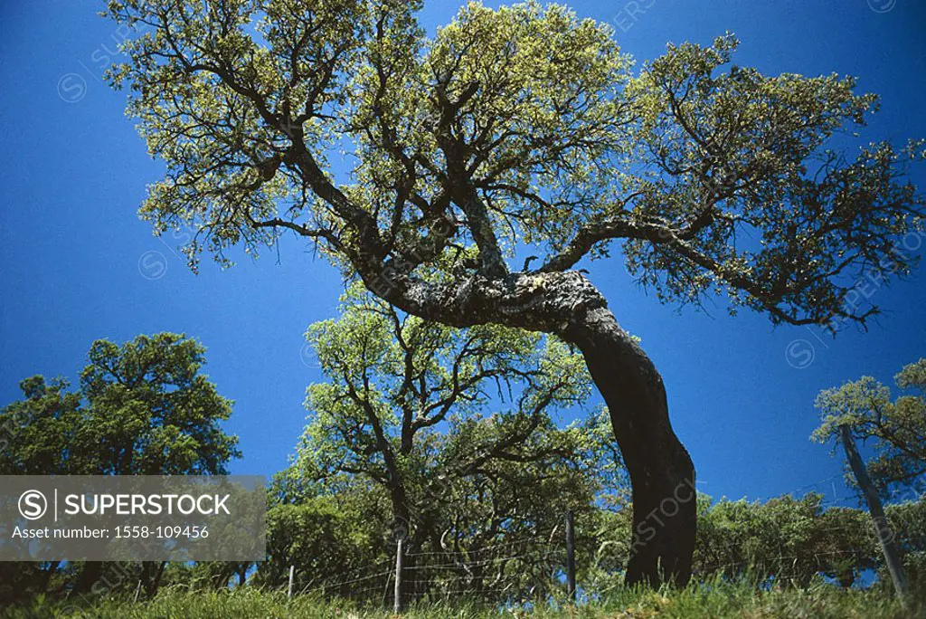 Spain, Extremadura, meadow, cork-oak, Quercus suber, nature, plant, tree, foliage-tree, oak, old, knobbily, wind-growth, growth-form, crooked, summers...