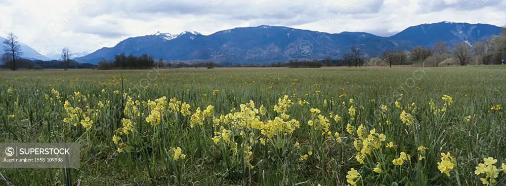 Germany, Bavaria, Murnauer moss, flower-meadow, spring, waiter-Bavaria, reservation, highland-shaft, landscape, mountains, meadow, spring-flowers, flo...