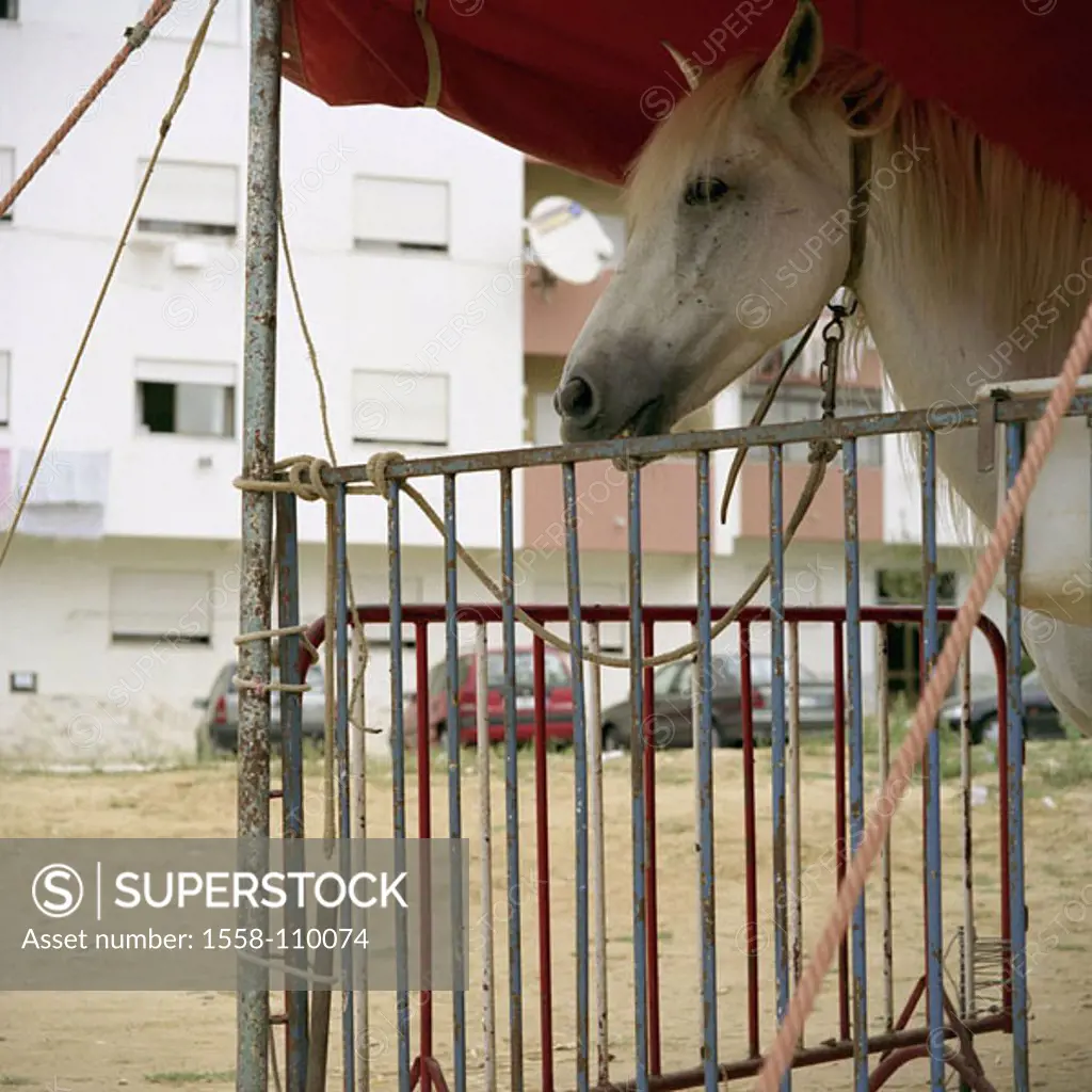 Traveling-circus, horse, profile, circus, animal, trains, circus-horse, alone, white, rope, tied up collar, animal-attitude roof canopy, outside, pove...