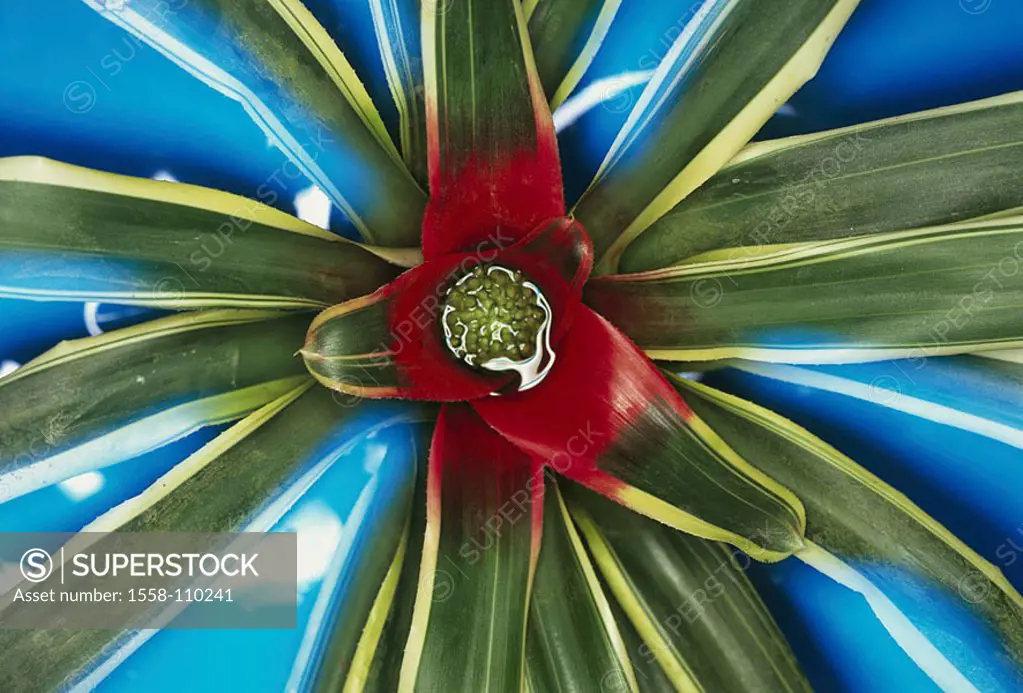 Bromelie, leaves, bloom, from above, botany, broached plant, ornament-plant pineapple-plants Bromelia Bromeliengewächse exotically, leaves, rosette, b...