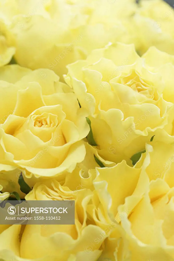 Rose-blooms, yellow, plants, flowers, Rosaceae, roses, breeding-roses, rose-bouquet, detail, rose-leaves, bloom-heads, blooms, petals, blooms smells, ...