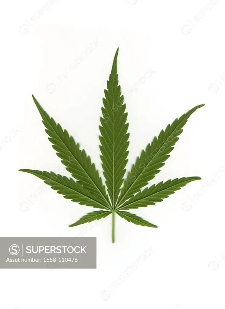 Illustration, hemp-leaf, graphics, drawing, watercolor, hemp-plants, hemp, cannabis, cannabis-leaf, leaf, green, useful plants, symbol, drug, concept,...