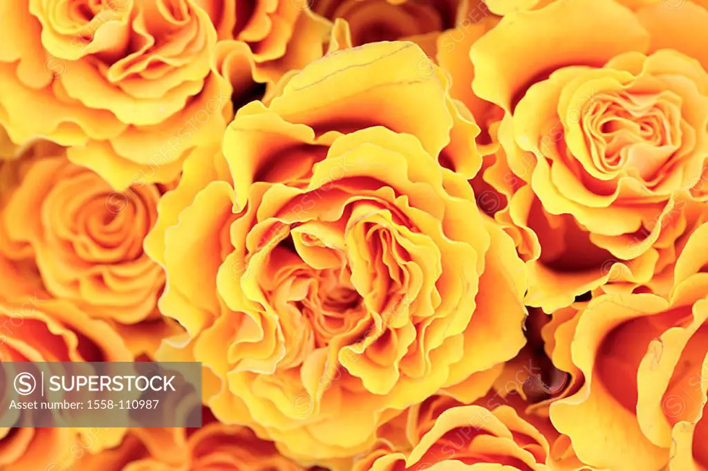 Rose-blooms, yellow, close-up, plants, flowers, cut-flowers, garden-flowers, ornament-plants, roses, bloom-heads, petals, blooms, prime, Floristik, na...