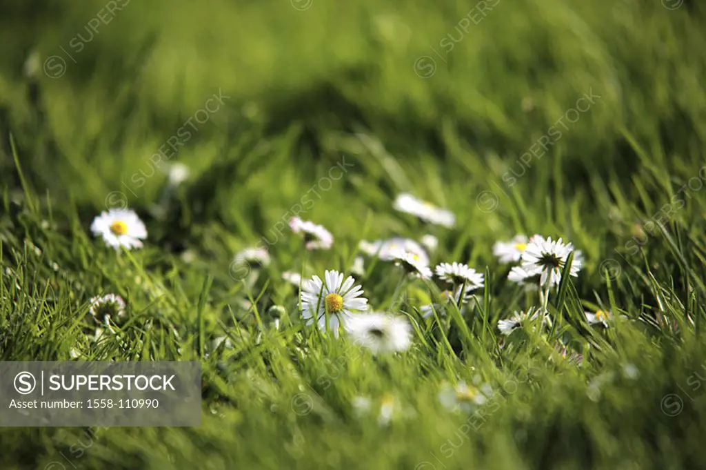 Meadow, daisies, Bellis perennis, detail, garden, grass, meadow, flower-meadow, plants, flowers, meadow-flowers, measurement-dear-little, blooms, prim...
