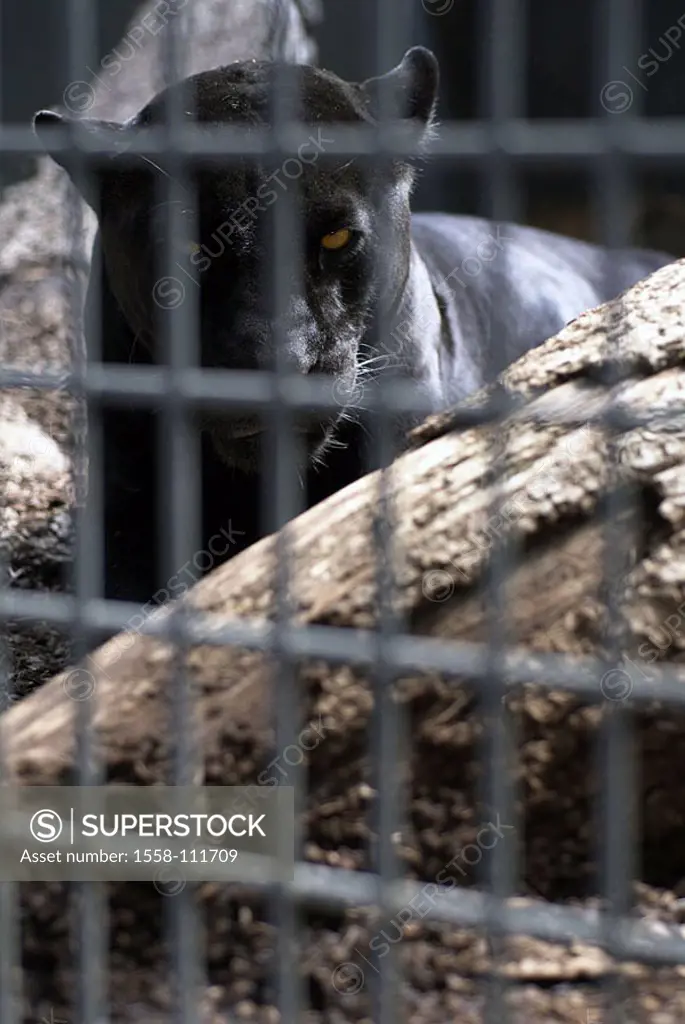 Zoo, panthers, black, leopard, however, locked up, enclosures, eye, yellow, shining, gaze, looks, bars, sorrowfully, 04/2006, see