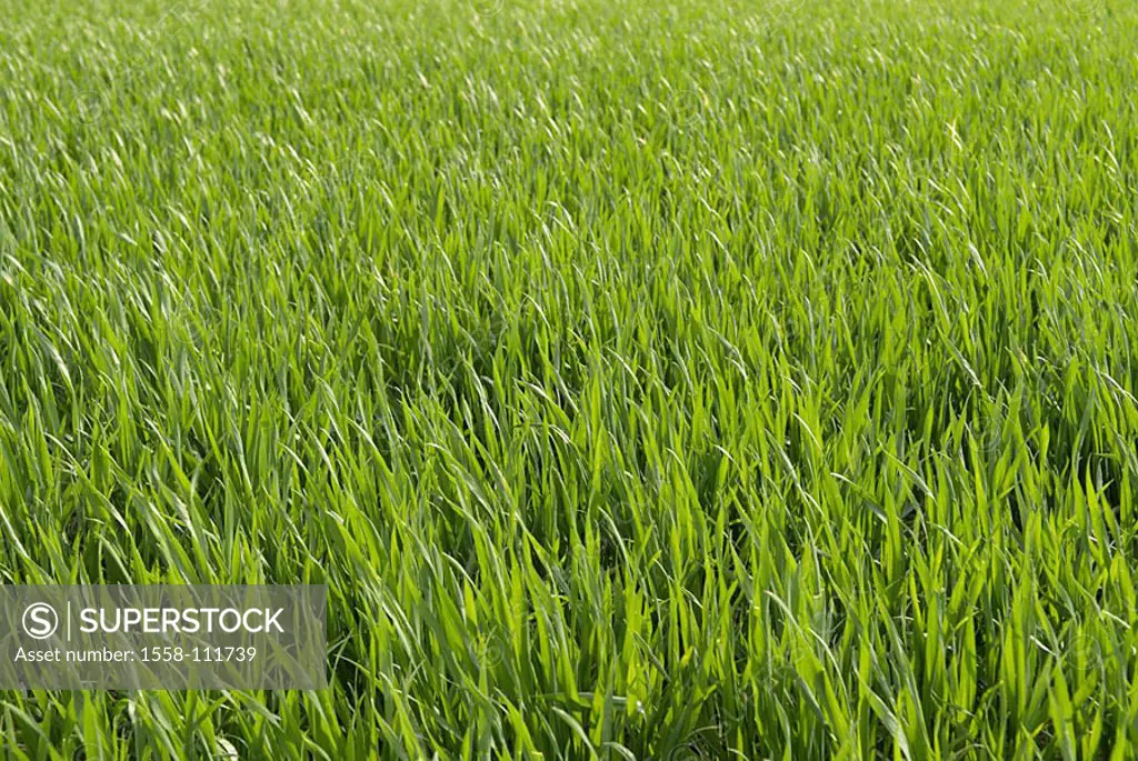 Grains, grain-field, field, Background, detail, barley, instinct, fresh, young, spring, spring, background, Background, green, 04/2006