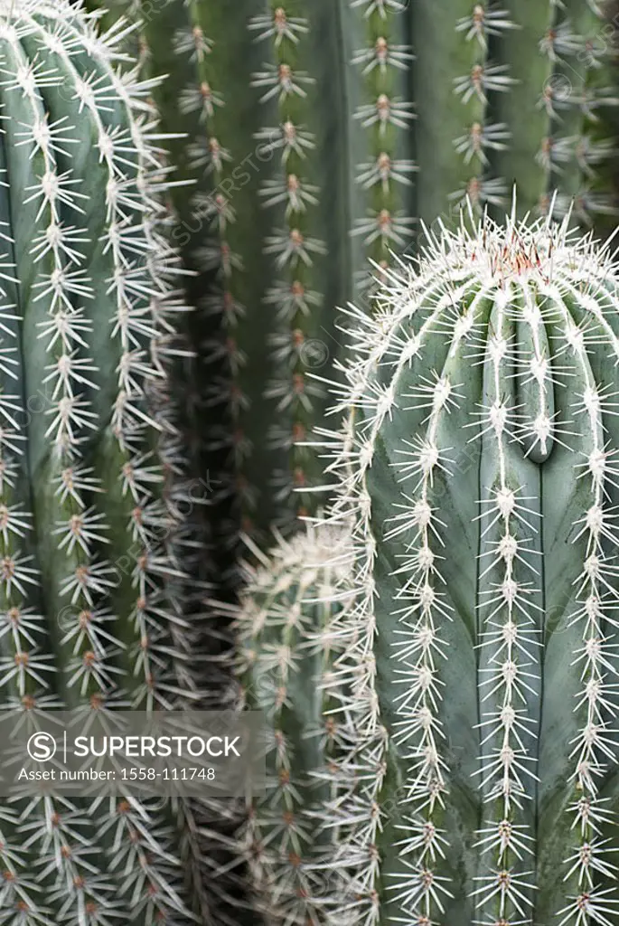 Cactus, thorns, green, close-up, detail, 04/2006