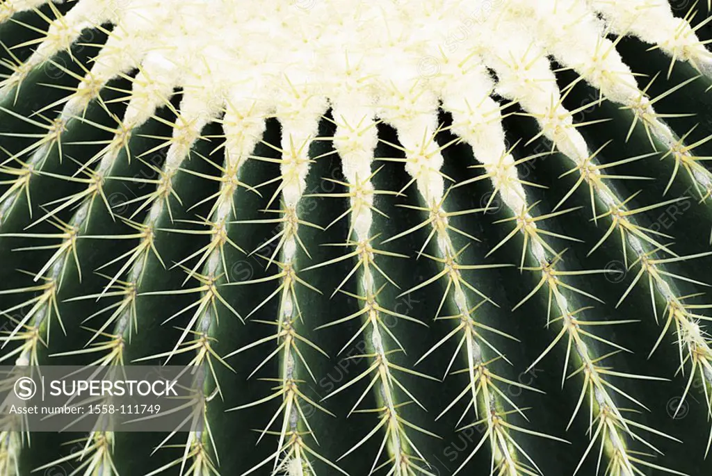 Cactus, thorns, green, close-up, detail, approximately, ball, 04/2006