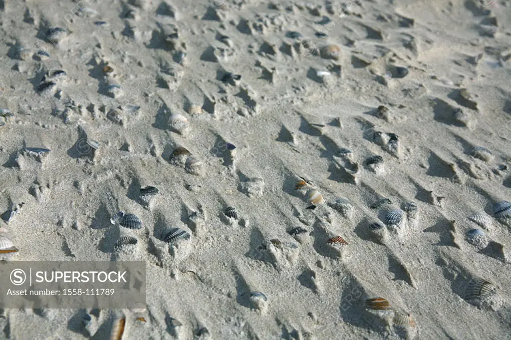 Sandy beach, ebb, sand, mussels, tides, beach, sea-bulls, symbol, patterns, structure, nature-forms, nature, Background, text-space,