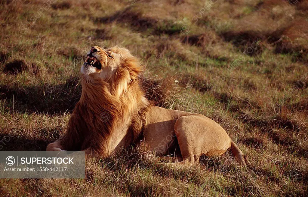 Lies South Africa, Krüger national-park, lion, Panthera Leo, yawns, Africa, wildlife, Wildlife, game-animal, animal, mammal, carnivore, big-cat, preda...