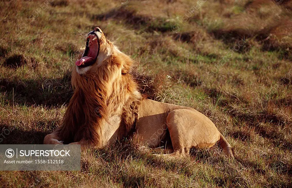 Lies South Africa, Krüger national-park, lion, Panthera Leo, yawns, Africa, wildlife, Wildlife, game-animal, animal, mammal, carnivore, big-cat, preda...