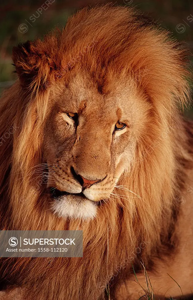 South Africa, Krüger national-park, lion, Panthera Leo, portrait, Africa, wildlife, Wildlife, game-animal, animal, mammal, carnivore, big-cat, predato...