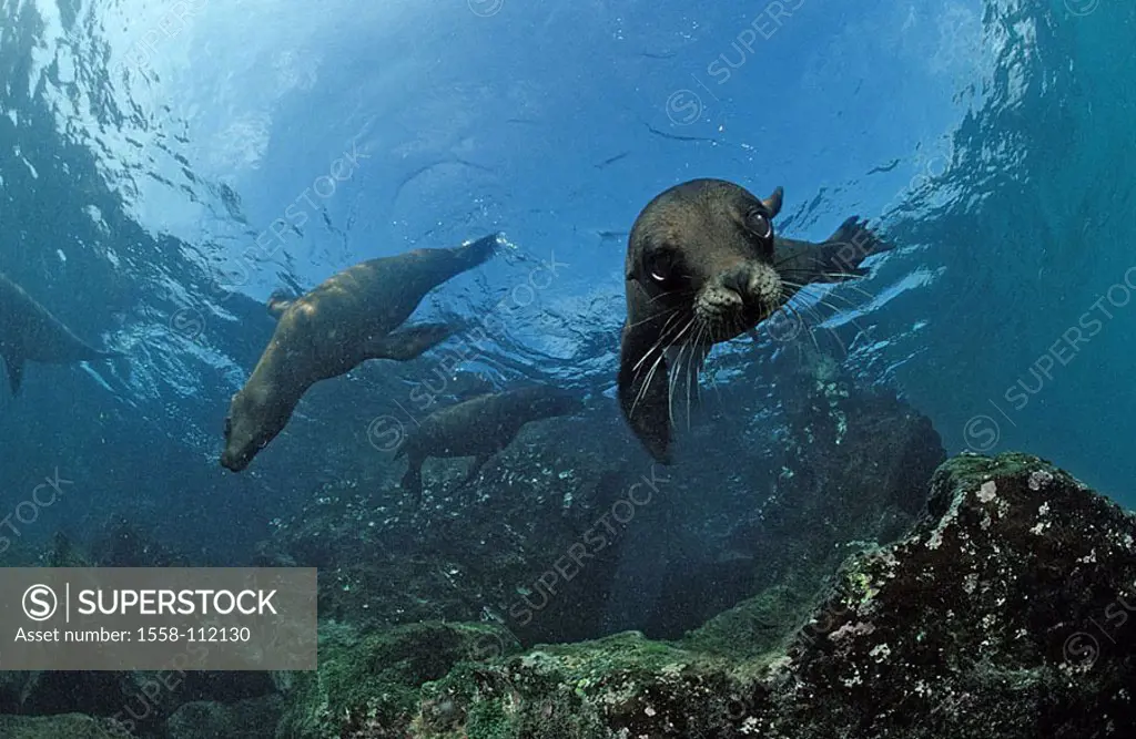 South Africa, underwater-reception, South African sea-bears, Arctocephalus pusillus pusillus, animals, game-animals, mammals, fur-seals, ear-seals, se...