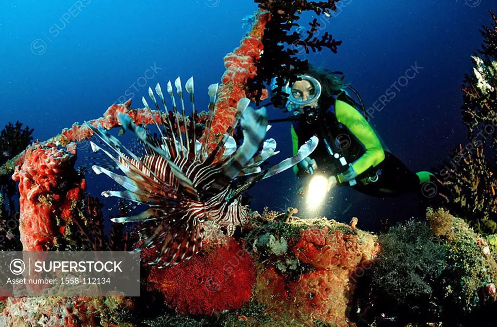 Maldives, north times atoll divers red-fire-fish, Pterois volitans, underwater-reception, shipwreck Maldeves Victory, corals, woman, Taucherin, dives,...