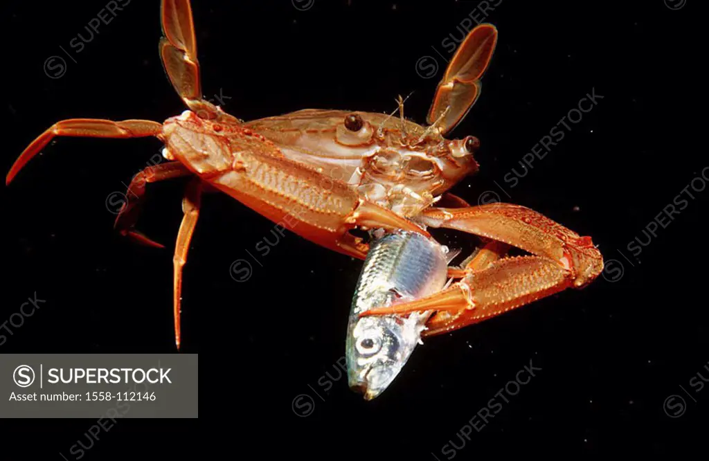 Underwater-reception, red swimming-crab fish, sea, eats underwater-world, wildlife animal sea-bull crab cancers, crustacean, loot, eating,