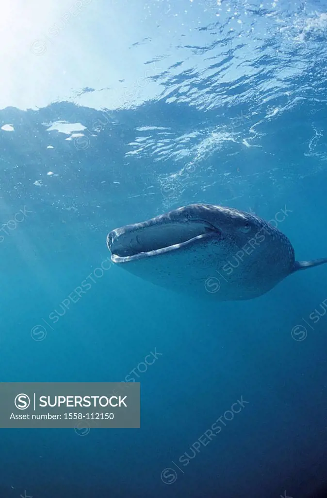 Underwater-reception, whale-shark, Rhincodon figure, eating, from below, sea, under water, underwater-world, animal fish cartilage-fish Chondrichthyes...