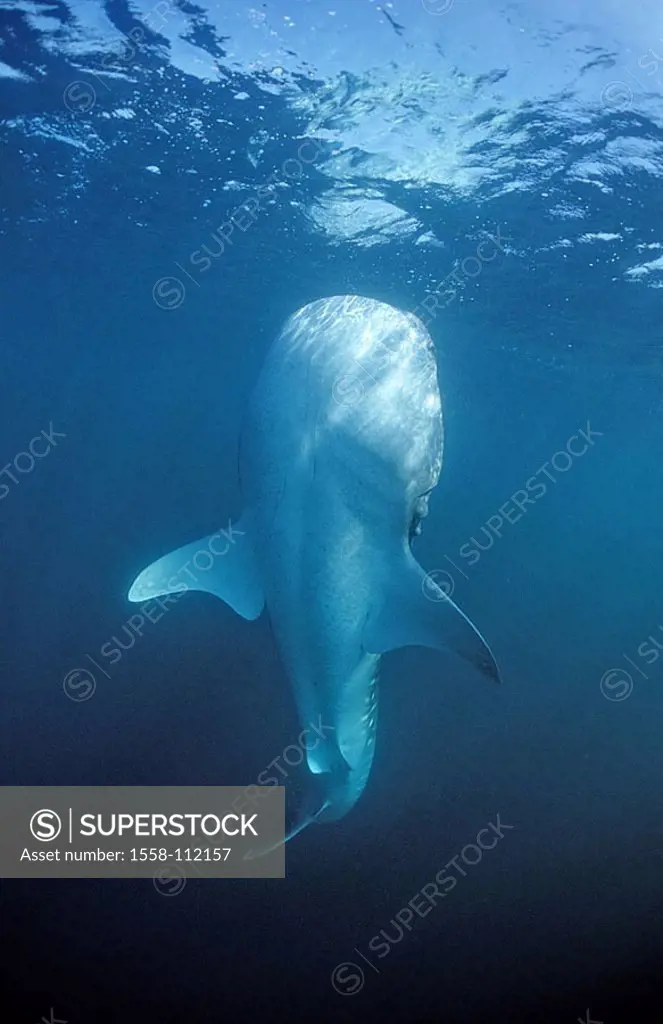 Underwater-reception, whale-shark, Rhincodon figure, appears, sea, under water, underwater-world, animal fish cartilage-fish Chondrichthyes shark, Sel...