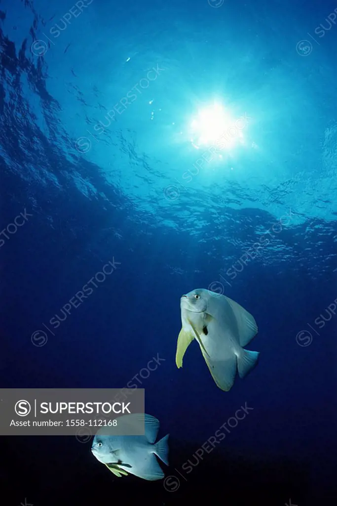 Underwater-reception, long-fin-bat-fish, Platax teira, two, from below, back light, underwater-world, sea-bulls, animals, fish, spade-fish, Barscharti...
