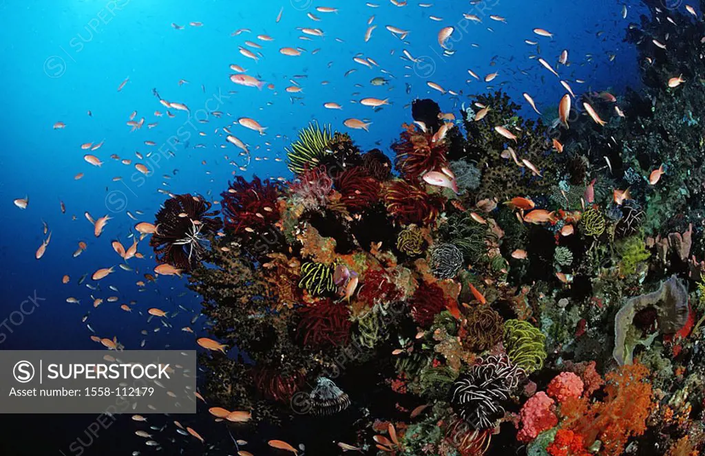 Bali, Indian ocean, underwater-reception, coral-reef, fish-swarm, sea, artificial reef, shipwreck, corals, hard-corals, stone-corals, settlements, ree...