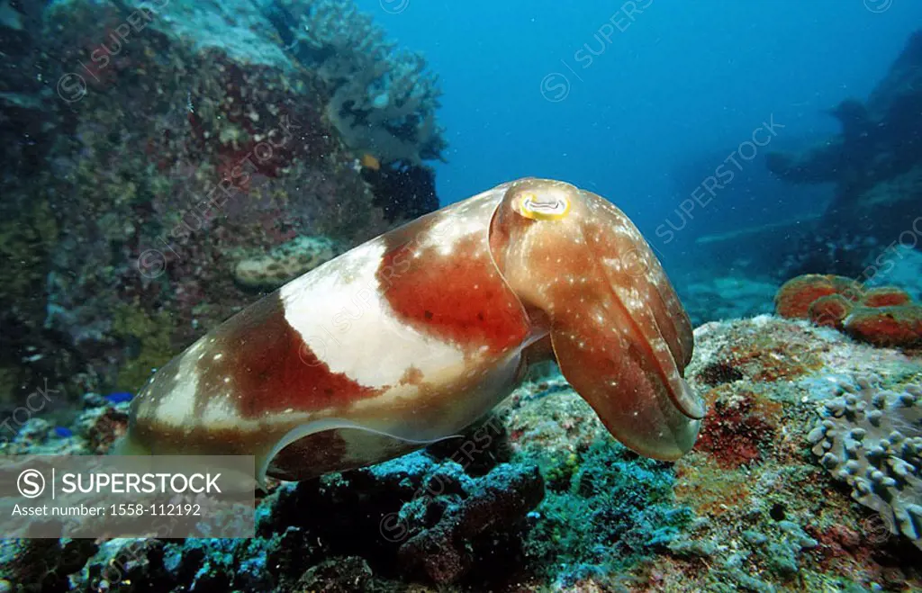 Indian ocean, underwater-reception, sepia, sepia latimanus underwater-world animal sea-bull Kopffüßer, Kalamare, mollusks, squid, reef cuttlefisch,