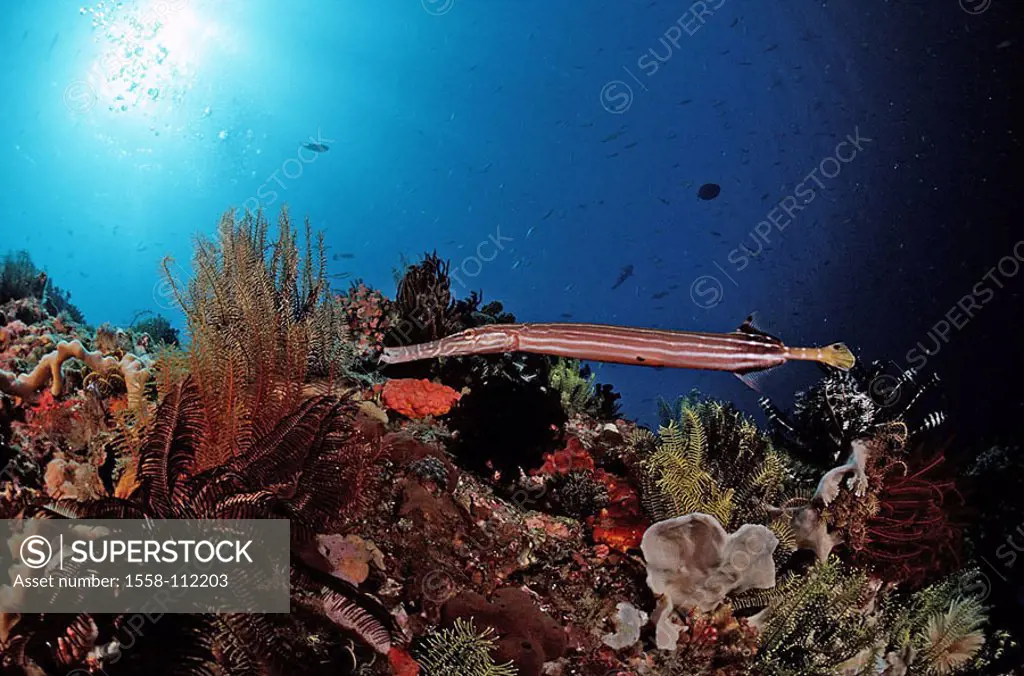 Indian ocean, underwater-reception, trumpet-fish, Aulostomus chinensis, underwater-world, animal, sea-bull, fish, bone-fish, Seenadelartige, Trumpetfi...