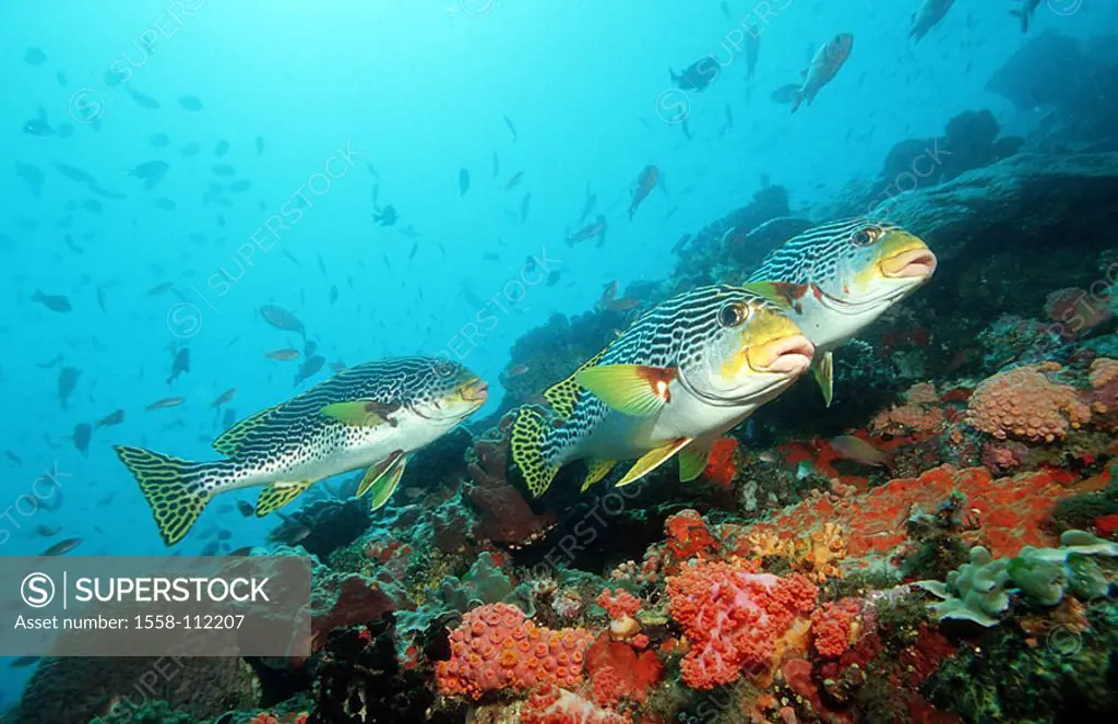 Indian ocean, underwater-reception, coral-reef, diagonal-sweet-lips, Plectorhinchus lineatus, underwater-world, reef, corals, animals, sea-bulls, fish...