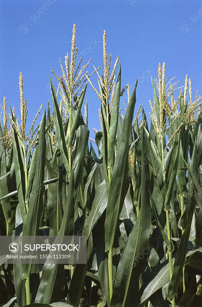 Corn-plants, blooms, heavens, economy, agriculture, field-economy, agriculture, useful plants, culture-plants, field, cornfield, detail, cultivation, ...