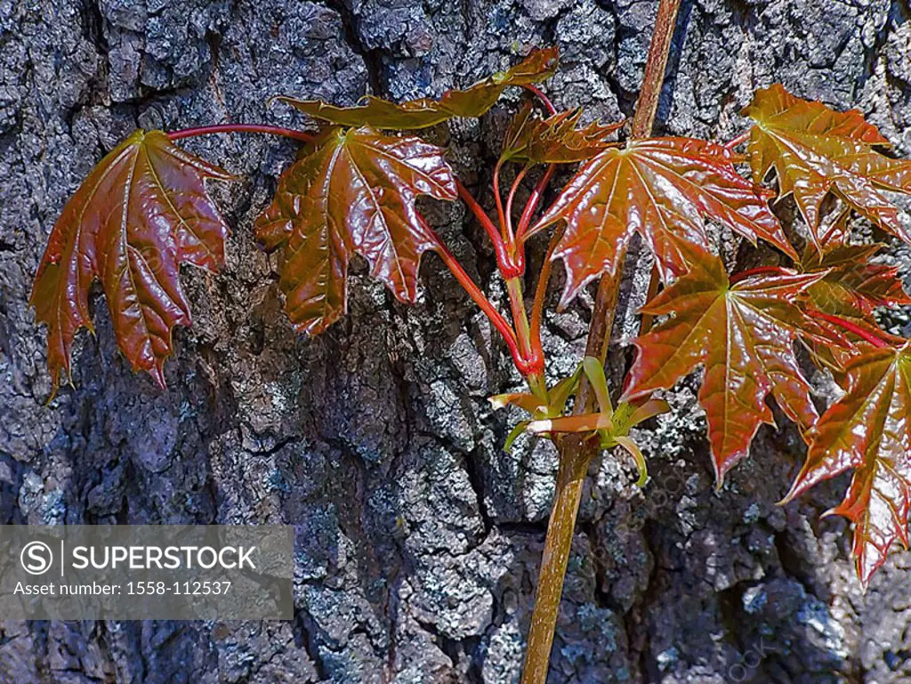 Maple-tree, detail, log, branch, instincts, leaves, spring, plants, tree, foliage-tree, maple, Acer, bark, bark, maple-leaves, new, young, delicately,...