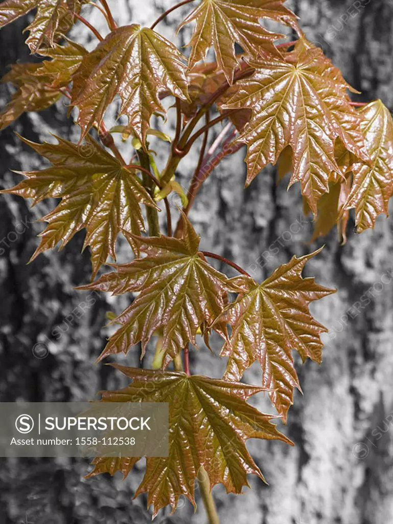Maple-tree, detail, log, branch, instincts, leaves, spring, M, plants, tree, foliage-tree, maple, Acer, bark, bark, maple-leaves, new, young, delicate...