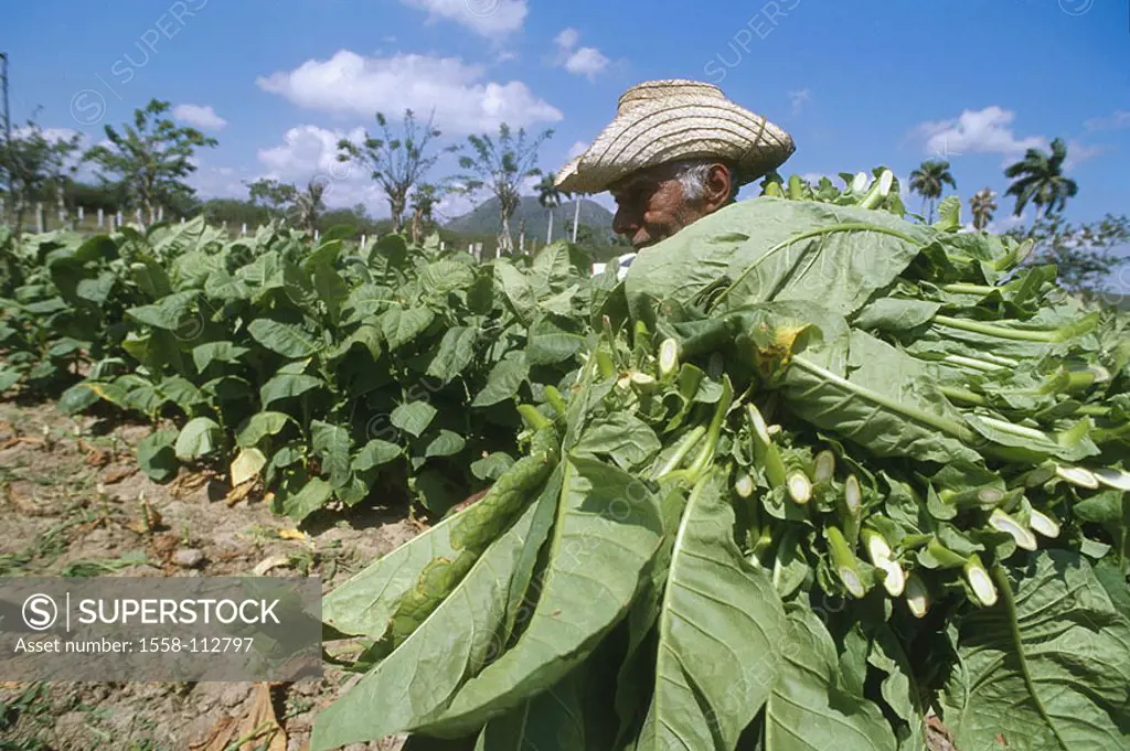 Cuba, San Juan Y Martinez, tobacco-plantation, farmers, harvest Central America, Caribbean, island, plantation, tobacco-field, tobacco-cultivation, cu...