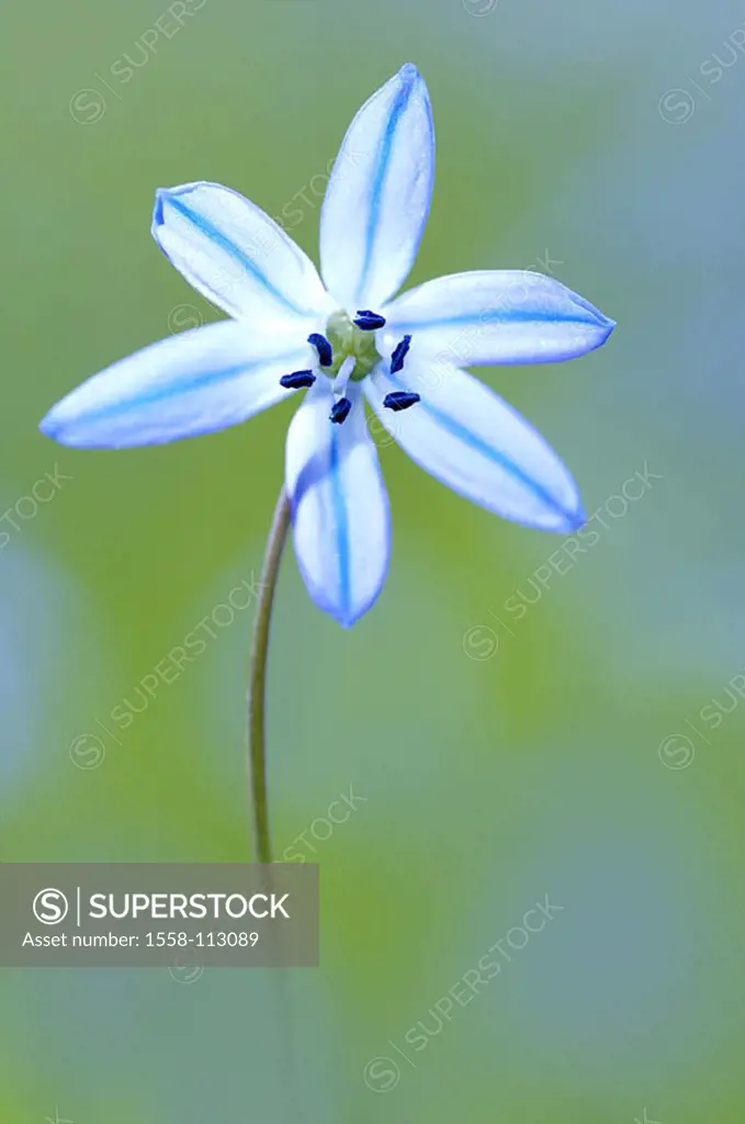 Flowers, Siberian blue-star, Scilla sibirica, bloom, blue, plant, lily-plant, blue-starlets, blooms, asteroid, meadow-flower, spring-flower, Frühjahrs...