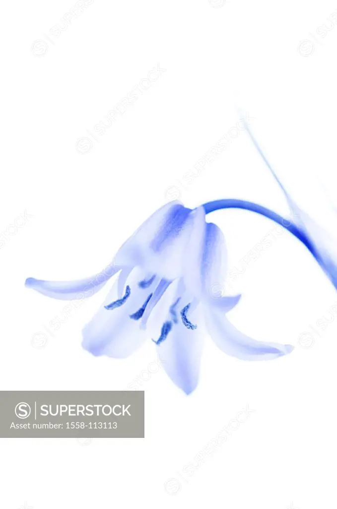 Hyacinth, Hyacinthus orientalis, detail, bloom, Highkey, series, plant, flower, lily-plant, Liliaceae, blooms, prime, petals, purple spring-flower sea...