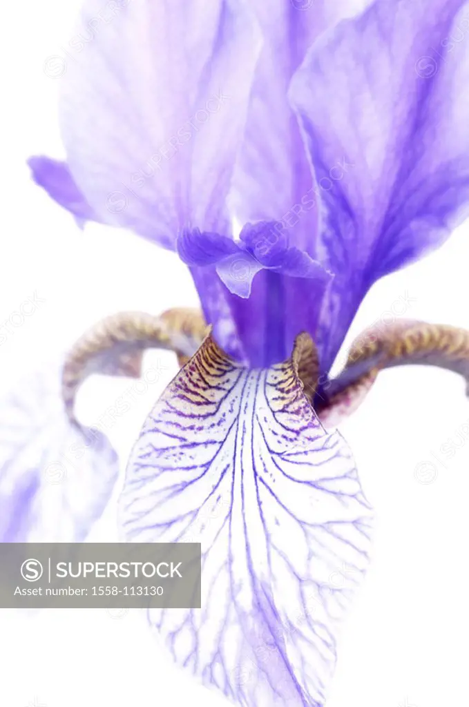 Siberian iris, Iris Sibirica, bloom, detail, Highkey, plant, flower, iris-plant, reed-lily, petals, purple, ornament-plant, prime, nature conservation...