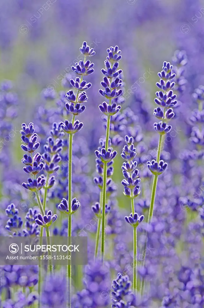 Flowers, real lavender, Lavandula angustifolia, detail, blooms, series, plants, garden-flowers, petals, purple, prime, bloom-magic, bloom-splendor, bl...