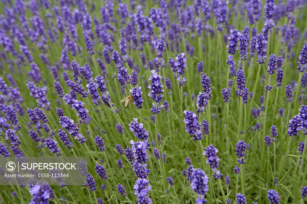 Flowers, real lavender, Lavandula angustifolia, detail, blooms, from above, series, plants, garden-flowers, petals, purple, prime, bloom-magic, bloom-...