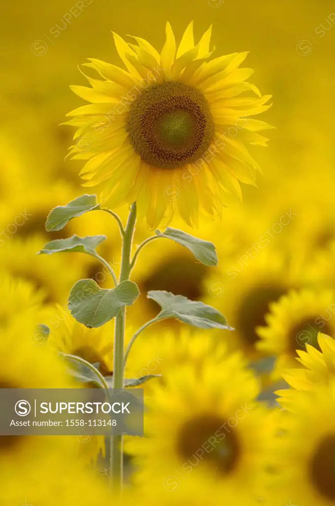 Sunflower-field, detail, field, cultivation, sunflower-cultivation, sunflowers, Helianthus, flowers, plants, useful plants, culture-plants, prime, fie...
