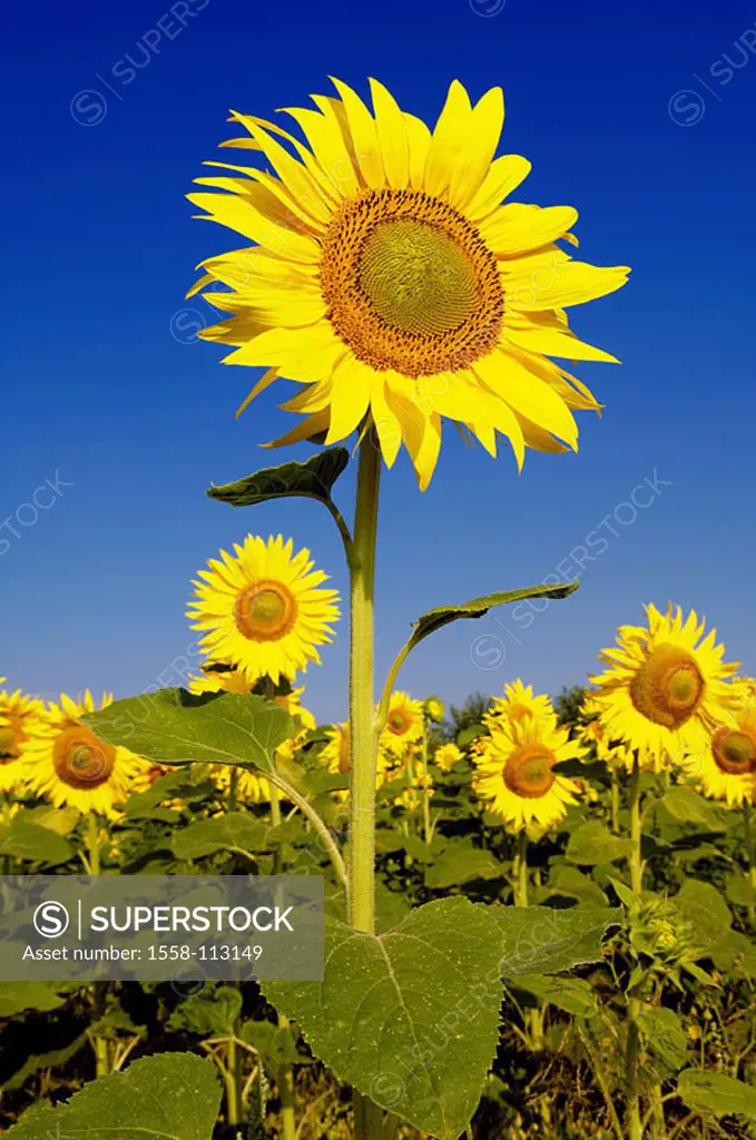 Sunflower-field, detail, field, sunflower-cultivation, cultivation, sunflowers, Helianthus, flowers, plants, useful plants, culture-plants, prime, fie...