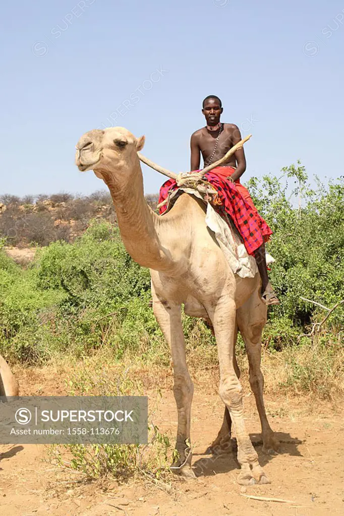 Kenya, Samburu-Reservat, man, dromedary, rides, no models Africa, North-Kenya, national-preserve, preserve, release, series, people, nomads, Samburu, ...