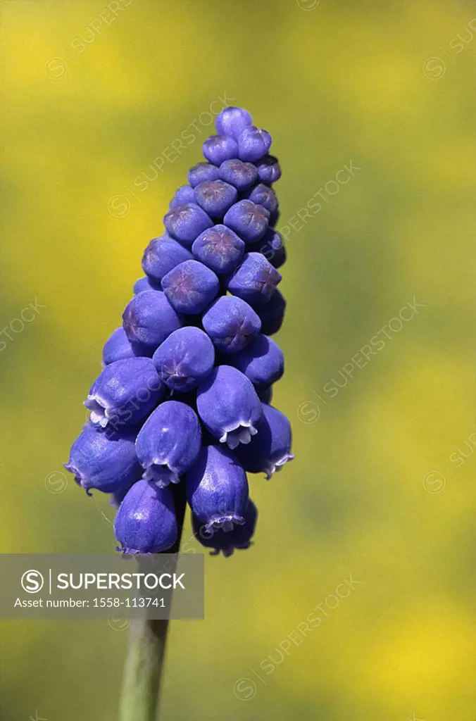 Little one grape-hyacinth, Muscari botryoides, detail, blooms, plant, flower, lily-plant, Träubel, little grape, spring-flower, prime, blooms, spring,...